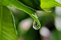 Beautiful water drop on leaf at nature close-up macro. Fresh juicy green leaf in droplets of morning dew outdoors. Royalty Free Stock Photo