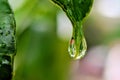 Beautiful water drop on leaf at nature close-up macro. Fresh juicy green leaf in droplets of morning dew outdoors. Royalty Free Stock Photo