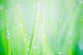 Beautiful Water Droplets On The Green Grass Shine In The Sunlight And Bokeh Close-up Macro, Abstract Summer Nature Background Wi Royalty Free Stock Photo