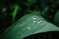 Beautiful water droplets on green leaf Royalty Free Stock Photo