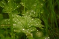 A beautiful water droplets on leaves of a lady mantle.