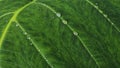 Beautiful water droplets on a wide green taro leaf Royalty Free Stock Photo