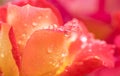 close-up water drops on yellow-red rose petal Royalty Free Stock Photo