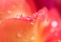 close-up water drops on yellow-red rose petal Royalty Free Stock Photo