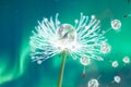 Beautiful water drops on a dandelion seed macro in nature. Beautiful blurred green and blue background. Dew drops on dandelion Royalty Free Stock Photo