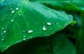 Beautiful water drops on fresh green taro leaves after rain Royalty Free Stock Photo