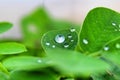 Beautiful water drops on green leaf wallpaper Royalty Free Stock Photo