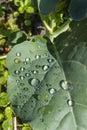 Beautiful water drops on a leaf close-up Royalty Free Stock Photo