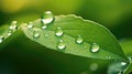 Beautiful water drops after rain on green leaf in sunlight Royalty Free Stock Photo