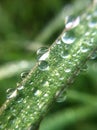 Beautiful water drops after rain on green leaf in sunlight, macro. Royalty Free Stock Photo