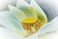 Lotus flower white petal yellow ornamental center pod