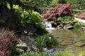 Beautiful water garden with a waterfall and waterside plants.