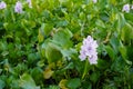 Beautiful Water hyacinth Flowers. Water hyacinth is an aquatic flowering plant in the family Pontederiaceae Royalty Free Stock Photo