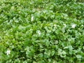 Beautiful Water hyacinth Plants with Flowers. Royalty Free Stock Photo