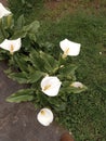 beautiful water lilies in a garden of a rural house in Cantabria