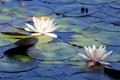 Water lilies pond Royalty Free Stock Photo