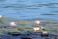 Water lilies pond as a wallpaper Royalty Free Stock Photo