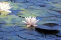 Water lilies pond as a wallpaper Royalty Free Stock Photo