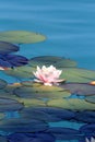 Water lilies pond as a wallpaper Royalty Free Stock Photo