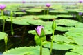 Beautiful Water Lilies in a Summer Day Royalty Free Stock Photo