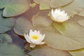 Beautiful water lilies of white color. Two flowers on the water surface. White Lily blooms on the pond Royalty Free Stock Photo