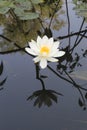 Beautiful water lilly Nymphaeaceae flower in pond. Lotus. Floral, natural. Royalty Free Stock Photo