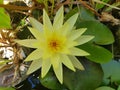 Yellow water lilly Royalty Free Stock Photo