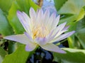 Beautiful water lily floral or waterlily petal Royalty Free Stock Photo