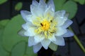 Beautiful water lily flower blooming, aquatic flowering plant Royalty Free Stock Photo