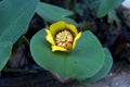 Beautiful water lily flower blooming, aquatic flowering plant Royalty Free Stock Photo