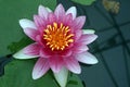 Beautiful water lily flower blooming, aquatic flowering plant Royalty Free Stock Photo