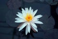 Beautiful water lily flower blooming, aquatic flowering plant Royalty Free Stock Photo