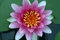 Beautiful water lily flower blooming, aquatic flowering plant Royalty Free Stock Photo