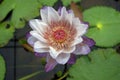 Beautiful water lily flower blooming, aquatic flowering plant Royalty Free Stock Photo