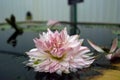 Beautiful water lily flower blooming, aquatic flowering plant Royalty Free Stock Photo