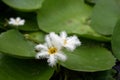 Beautiful water lily flower blooming, aquatic flowering plant Royalty Free Stock Photo