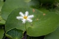 Beautiful water lily flower blooming, aquatic flowering plant Royalty Free Stock Photo