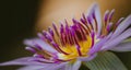 Beautiful Water lily flower close-up macro photograph. purple petals and yellow and dark violet pollen pattern in focus Royalty Free Stock Photo