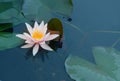 Beautiful water lily n the lake .Nymphaea reflection in the pond Royalty Free Stock Photo