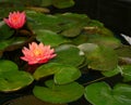 Beautiful water lily flower in the lake .Nymphaea reflection in