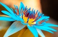 Beautiful water lily flowers close up macro photo, great detailed shot, bokeh background, vivid saturated colors on the flower Royalty Free Stock Photo