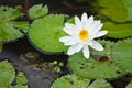 Beautiful Water lily Royalty Free Stock Photo