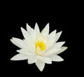 Beautiful water lily isolated on black background.Lotus flower Royalty Free Stock Photo