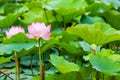 Beautiful water lily and leaf Royalty Free Stock Photo