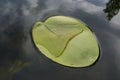 Beautiful water lily leaves in calm still water Royalty Free Stock Photo