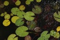 Beautiful water lily leaves grow in water