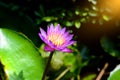 The beautiful water lily or lotus flower