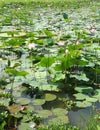 The Beautiful Water Lily (Lotus Flower) Royalty Free Stock Photo