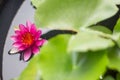 Beautiful water lily or lotus flower floating on a lake Royalty Free Stock Photo