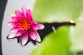 Beautiful water lily or lotus flower floating on a lake Royalty Free Stock Photo